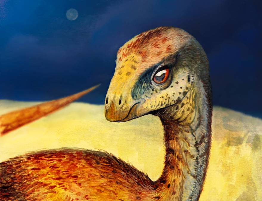 Reconstrucción artística del Gasparinisaura cincosaltensis por la paleoartista Martina Charnelli.